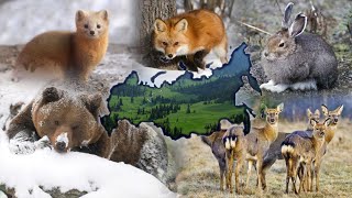 Дорогие козлы и олени: животные России подорожали в 400 раз // Деловые новости и новости бизнеса