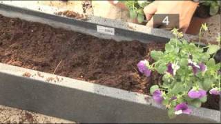 How To Plant A Window Box. Steve Redman from Holland Park in London takes you through the technique of planting a window 