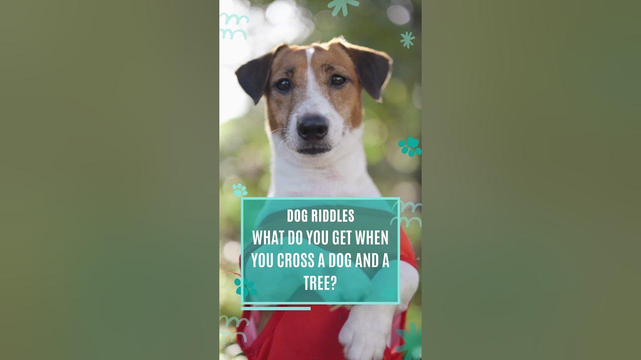 🐶 What Do You Get When You Cross a Dog and a Tree? Dog Riddles! shorts YouTube