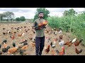 500 Free Range Kaveri Poultry Farming by Aakash