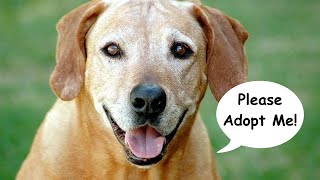 11 Reasons Why Adopting Senior Pets Will Change Your Life | Pet Insider by Pet Insider 165 views 10 months ago 6 minutes, 43 seconds