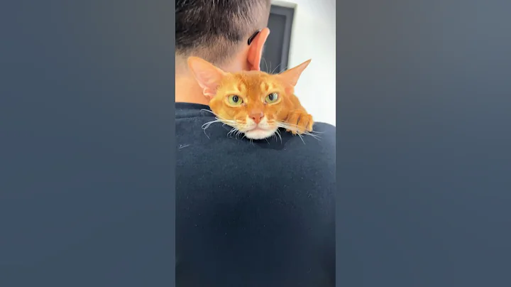 Video 5141151: abyssinian kitten funnycats, cat abyssinian funnycats, baby abyssinian cat, scary cat, little cat baby