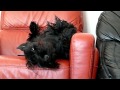 scottish terrier の動画、YouTube動画。