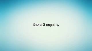 Белый корень Белый корень