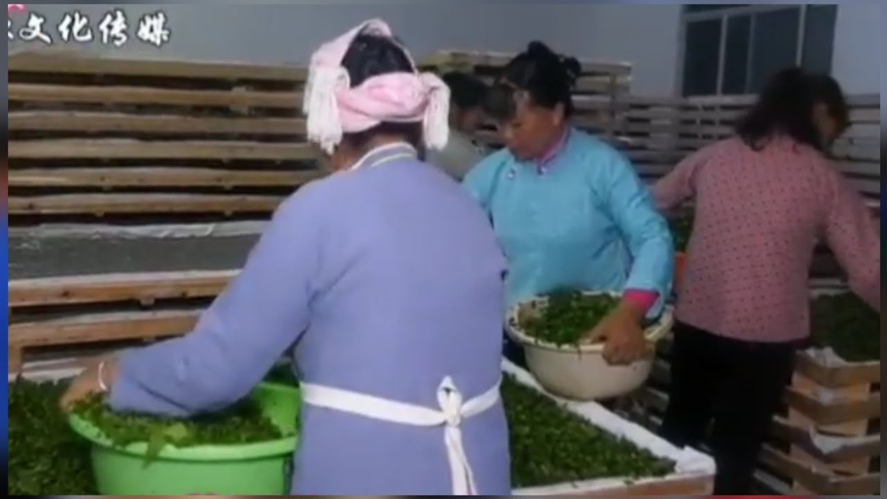 Lượn  nói về quy trình  trồng dâu nuôi tằm  cực hay 💕💯02