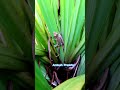 Ambush Predator