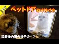 DIYでペットドアの取り付け方を解説！道具紹介や猫の様子もご覧下さい。