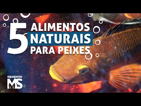 Vídeo: Como fazer seu próprio alimento de peixe