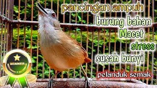 pelanduk semak ngecall pancingan ampuh burung bahan,macet,stress,susah bunyi agar cepat ngeplong.