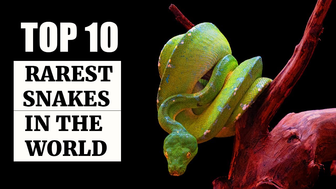 Top 10 Rarest Snakes in the World Fillapedia YouTube