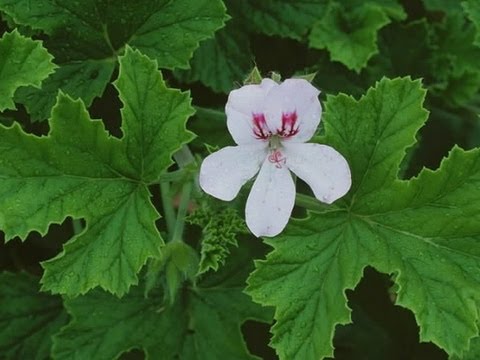 Propagating fragrant pelargoniums
