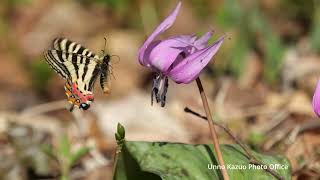 ヒメギフチョウ 2024 - YouTube