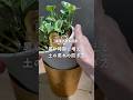 🍀暑い時期に増える　土の蒸れの防ぎ方🍀【☘Life with Houseplant】2608-3#shorts