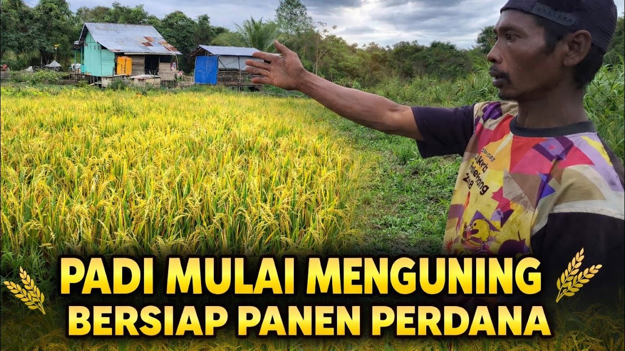 PADI MULAI MENGUNING DI LAHAN PAK SUDIWANI, BERSIAP PANEN PERDANA