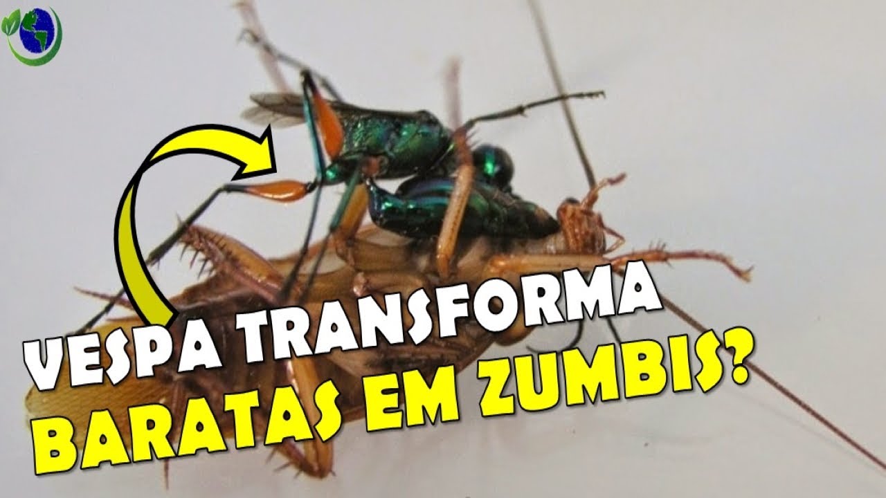 A aranha zumbi e a vespa Cavalo do cão 