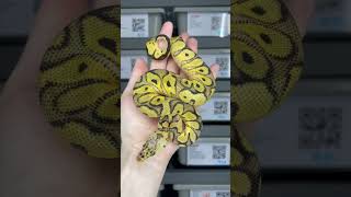 0.1 Pastel Clown het VPI Axanthic #ballpythonmorph #ballpython #clown #ballpythonbreeder #snake