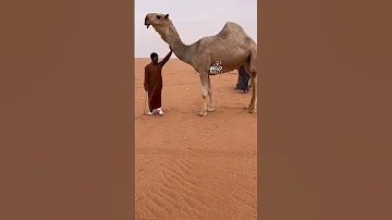 الموت الحمر ل بندر ابن فهاد ابن جخدب السعدي القحطاني 