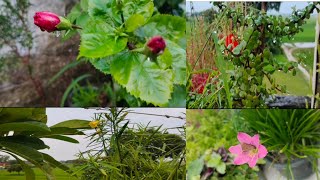 मेरे छत पर लगे प्यारे प्यारे पौधे??? beautiful plant in terrace / rainy season beautifulplant