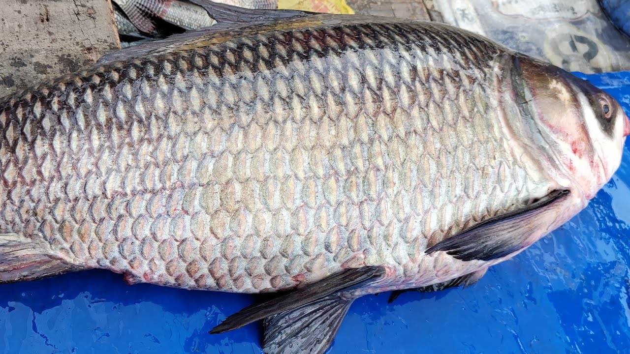 Amazing fish cutting & Cleaning live at Bagerhat Fish Vloge is live!