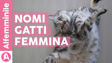 Che nome dare alla mia gattina?