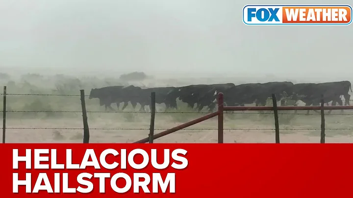 Cows Rush To Safety As Hailstorm Slams Texas