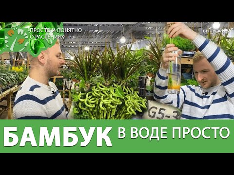 Выращиваем бамбук счастья в воде. Почему желтеют листья у бамбука? Часть 2