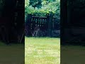 Deer 🦌 spotted in forest 🌳 #reels #nature