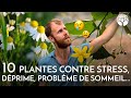 10 plantes sauvages contre le stress la dprime les problmes de sommeil