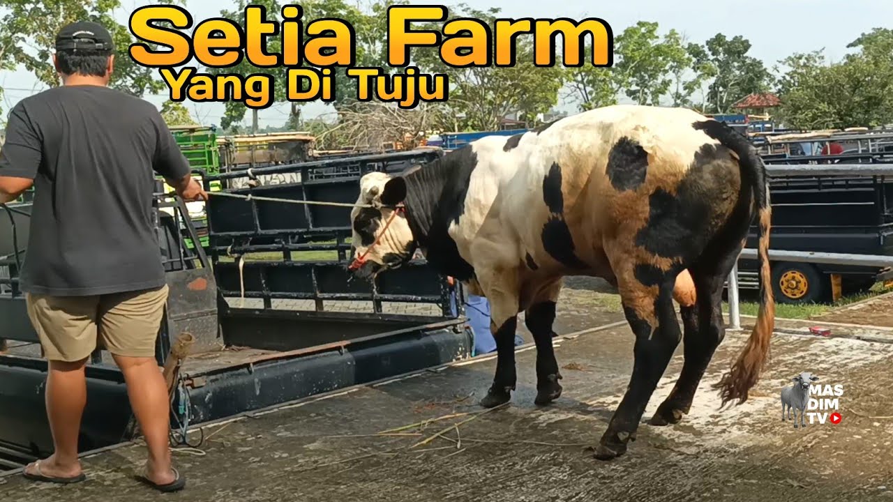 Akhirnya Setia Farm Belanja Lagi !! Sapi Bakalan Belgian Blue Cross ...