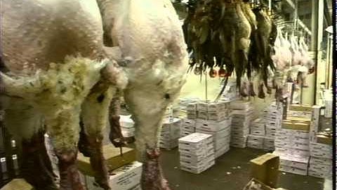 TURKEYS : salmonella