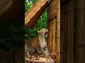 Leopard trap panic