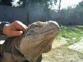 Giant Pet Rock Iguana