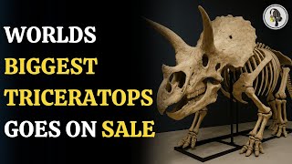 邦楽 THE GREAT SKELETON'S ~ / TRICERATOPS LP 邦楽 THE GREAT SKELETON'S ~ / TRICERATOPS LP LP TRICERATOPS