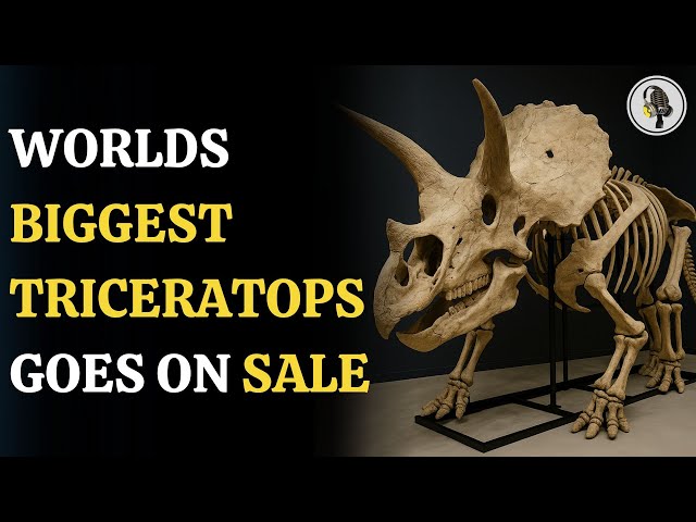 邦楽 THE GREAT SKELETON'S ~ / TRICERATOPS LP 邦楽 THE GREAT SKELETON'S ~ / TRICERATOPS LP Big John
