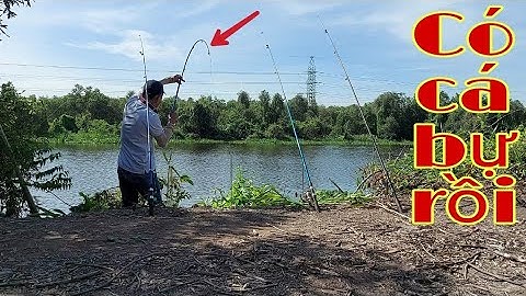 Câu cá tra sông quăng mồi là có cá / river fishing || Cúc Nguyễn Official
