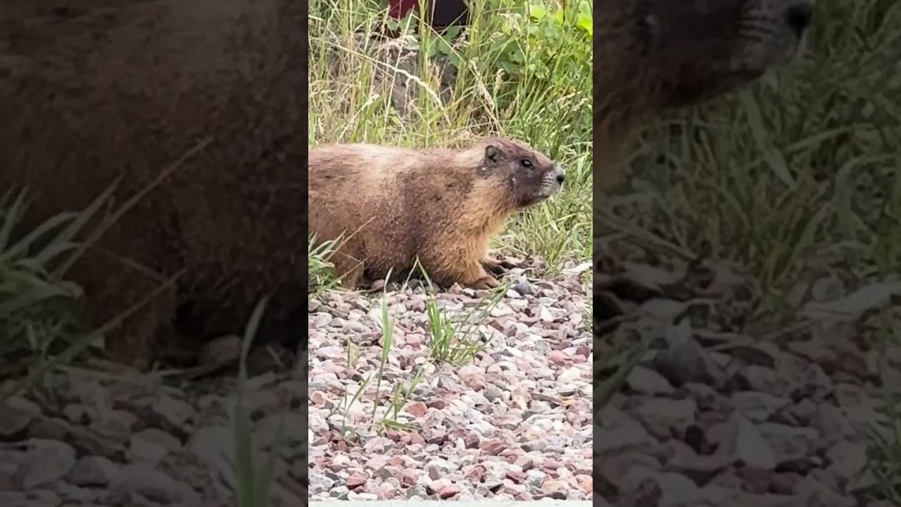 Summer days in the Rocky Mountains #nature #rockymountain #colorado