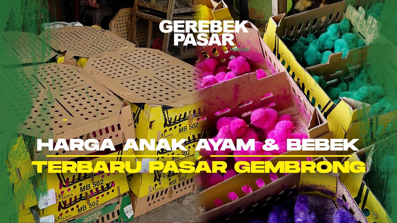 🔴 MURAH Update Harga Anak Ayam dan Bebek Perekor/box Pasar Gembrong