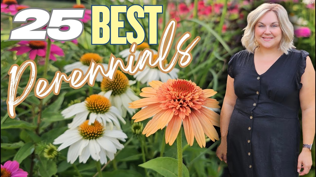 25 Best Long-Blooming Perennials: Plant Once, Returns Every Year!