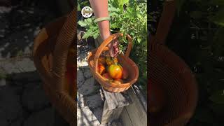 Harvest season tomatoes zucchini and cucumbers #gardening #gardendelight #garden #gardenplants