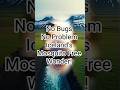 No Bugs, No Problem Iceland’s Mosquito Free Wonder! #takethisfacts  #facts  #animals #bugs #problem