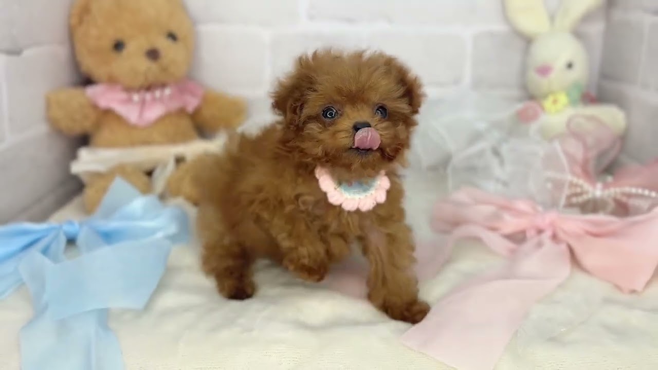 トイプードル　オルゴール トイプードル オルゴール 話題のJ-POPナンバーを、あたたかな