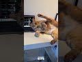 Core Moments Of Cats 🤣