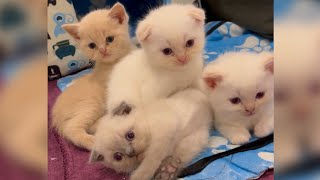 My lovely kittens #catvideos #catlover #kitten