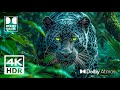 Wonderful 4K HDR 60fps Dolby Vision - 4K Video