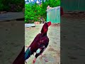 🔔🔔🔔 #aseelmurga #unfrezzmyaccount #murga #roosterfarm #shorts #viralvideos #shortsfeed
