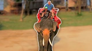 The Sad Truth Behind Elephant Rides | The Koala by The Koala 136 views 3 months ago 3 minutes, 35 seconds