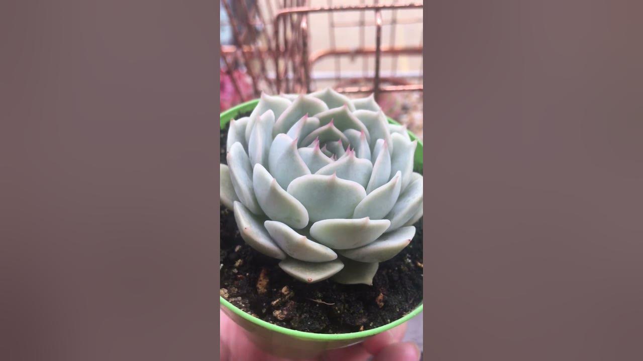 Echeveria Fury - YouTube