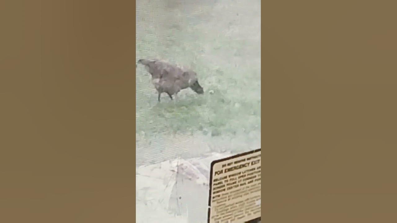 is-how-it-is-in-texas-right-now-it-s-raining-and-it-s-flooding-and