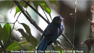 Verditer Flycatcher @ Chiu S C DSCN4850
