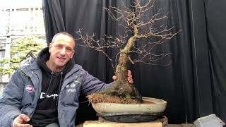 Repotting maple tree bonsai Step by step process repotting trident maple bonsai